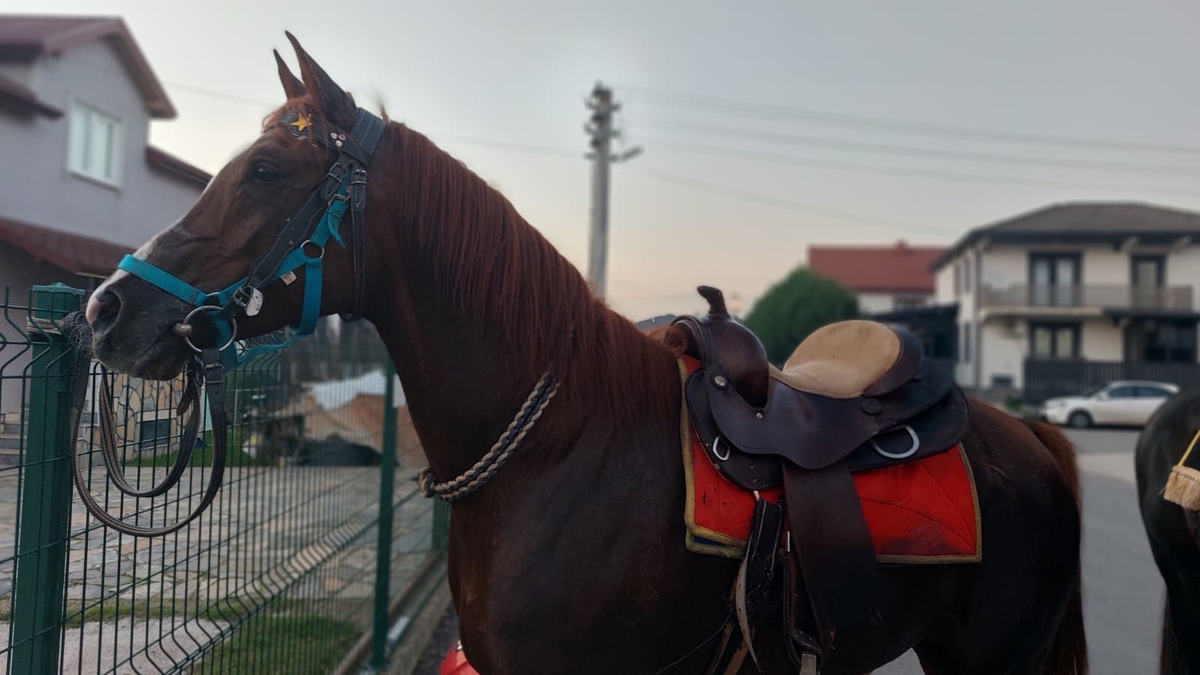 Akyazı’da renkli görüntüler