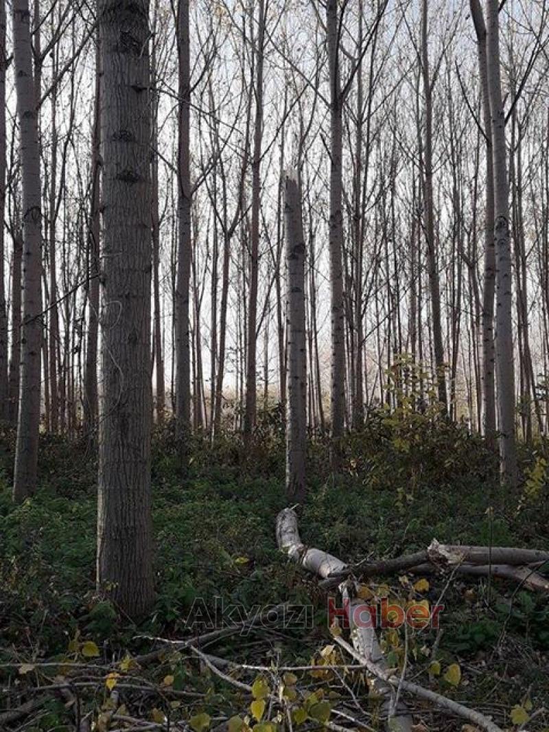 Akyazı’da Şiddetli Rüzgar Ağaçları Devirdi