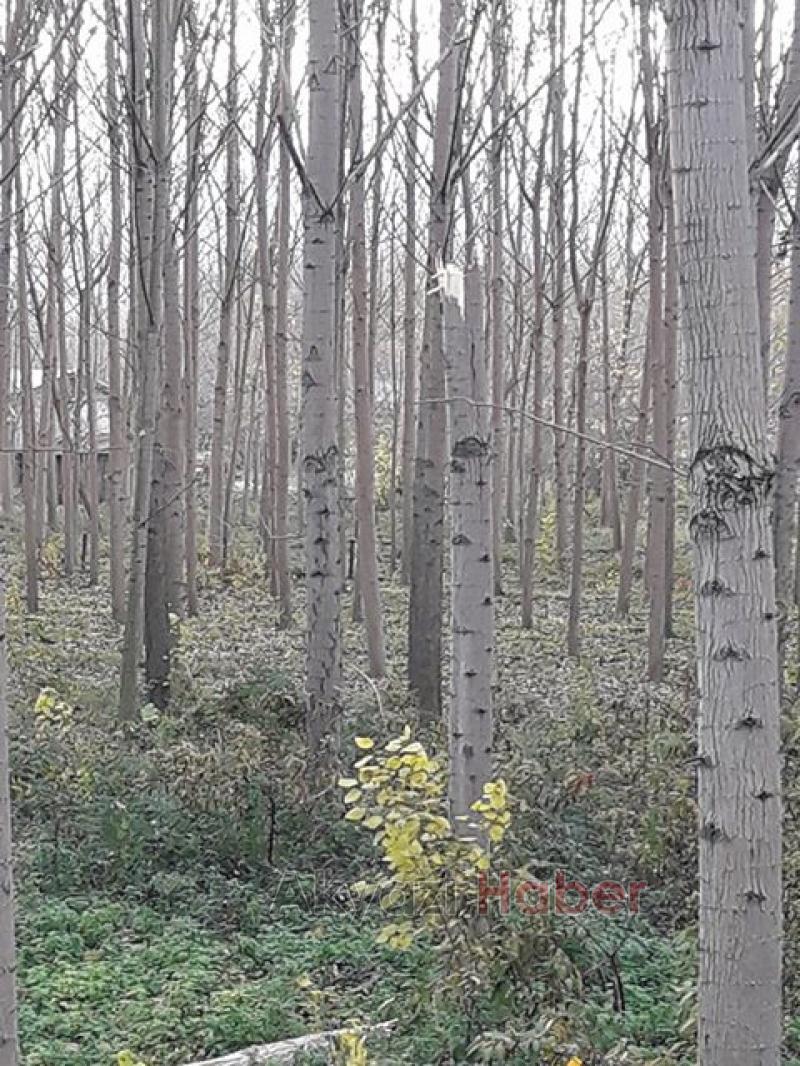 Akyazı’da Şiddetli Rüzgar Ağaçları Devirdi