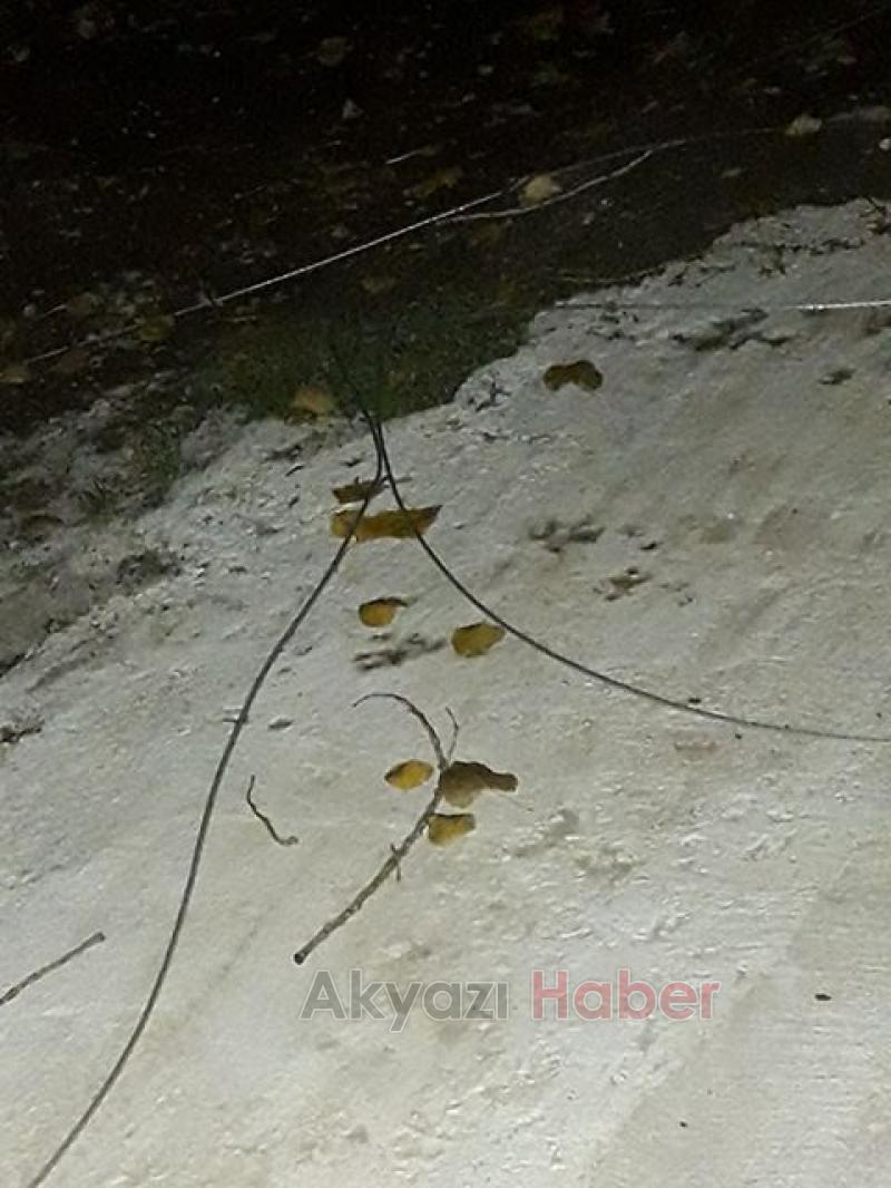 Akyazı’da Şiddetli Rüzgar Ağaçları Devirdi