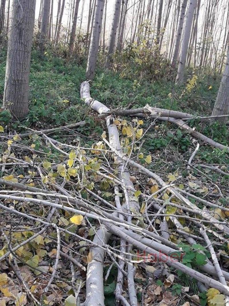 Akyazı’da Şiddetli Rüzgar Ağaçları Devirdi