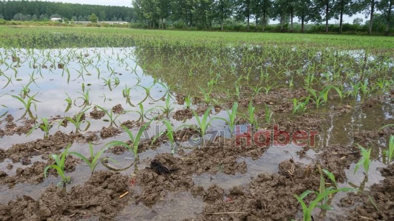 Akyazıda Tarım Arazileri Sular Altında Kaldı