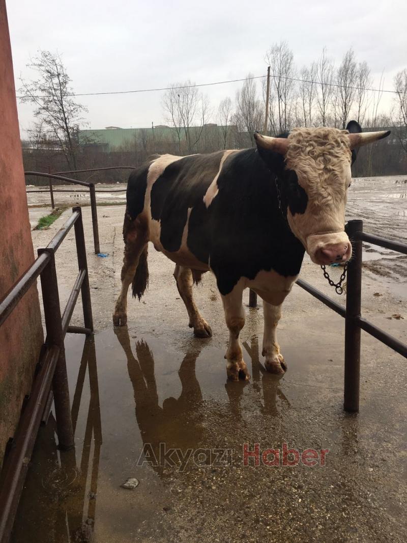 Akyazılı güreşçi kardeşler Et dünyası Kasabıyla büyümeye devam ediyor