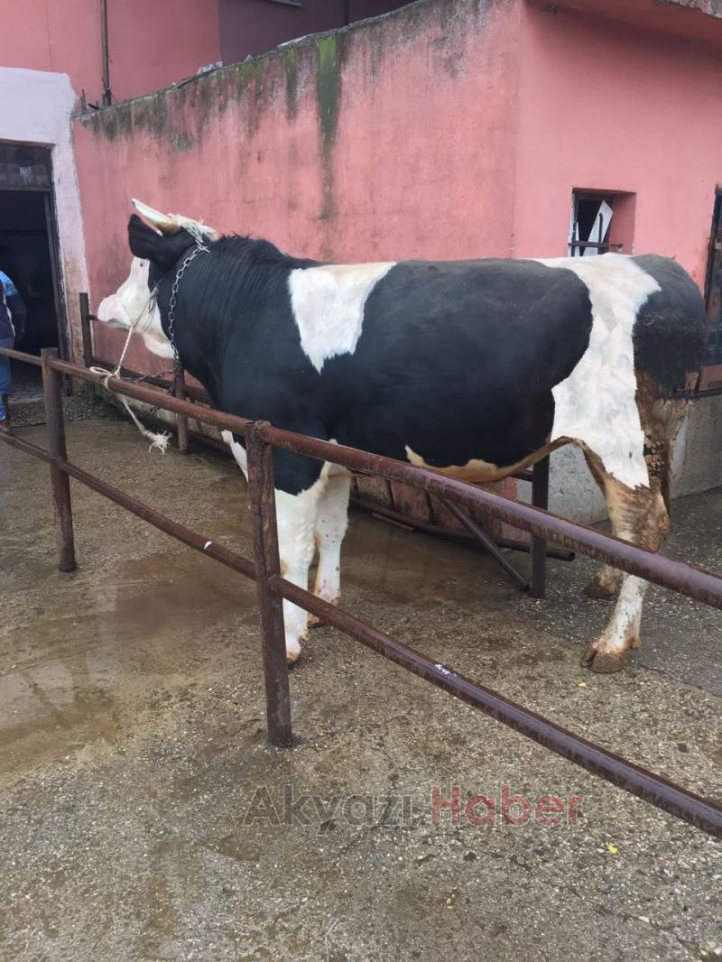 Akyazılı güreşçi kardeşler Et dünyası Kasabıyla büyümeye devam ediyor