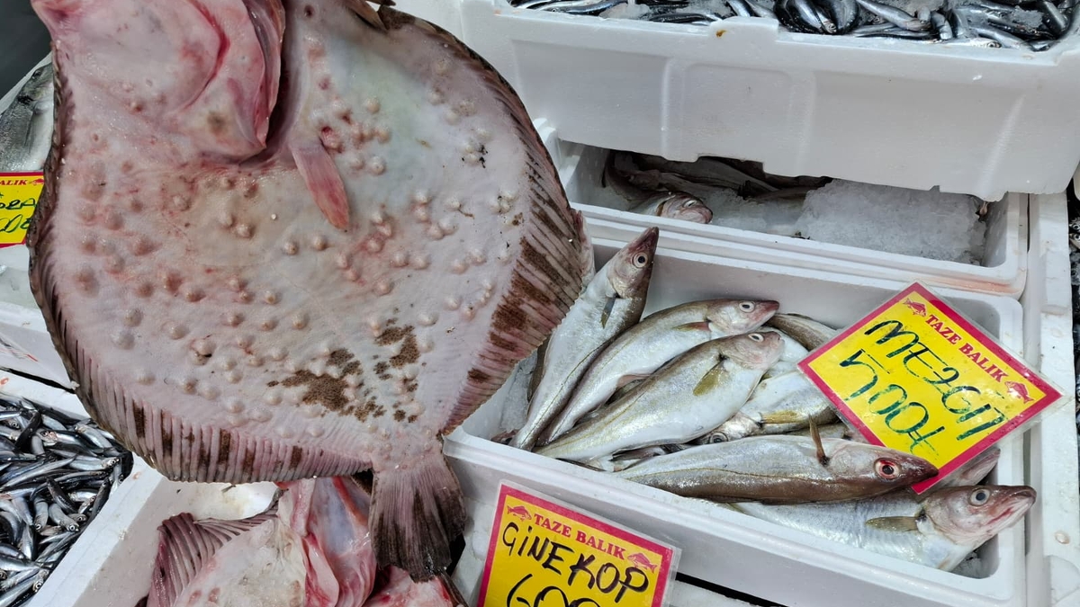 Akyazı’nın En Taze Balıkları Balıkçı Osman’da! Günlük Uygun Fiyatlar Kaçmaz