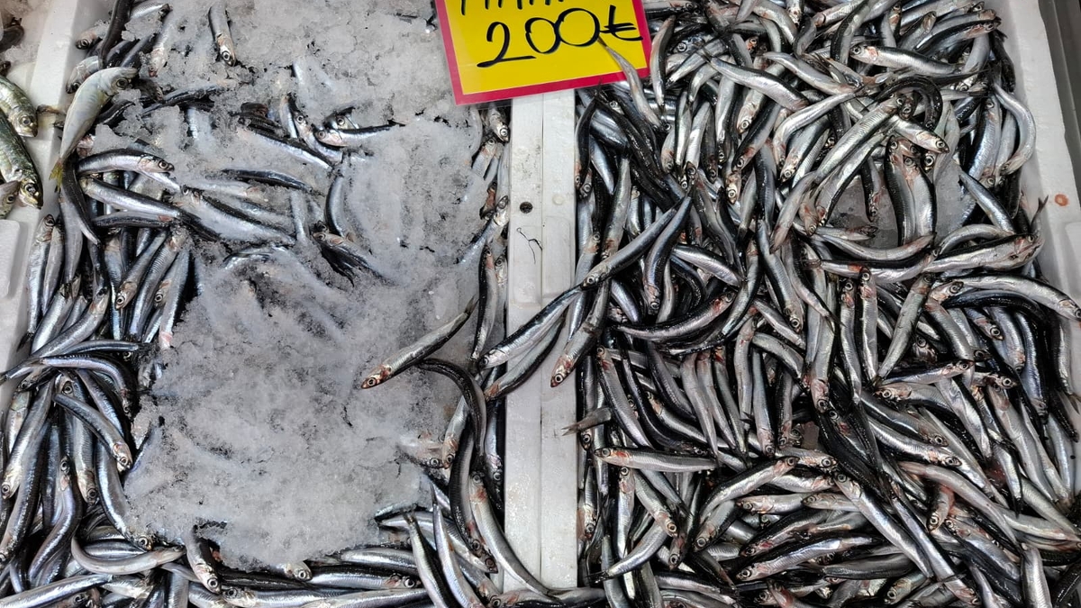 Akyazı’nın En Taze Balıkları Balıkçı Osman’da! Günlük Uygun Fiyatlar Kaçmaz