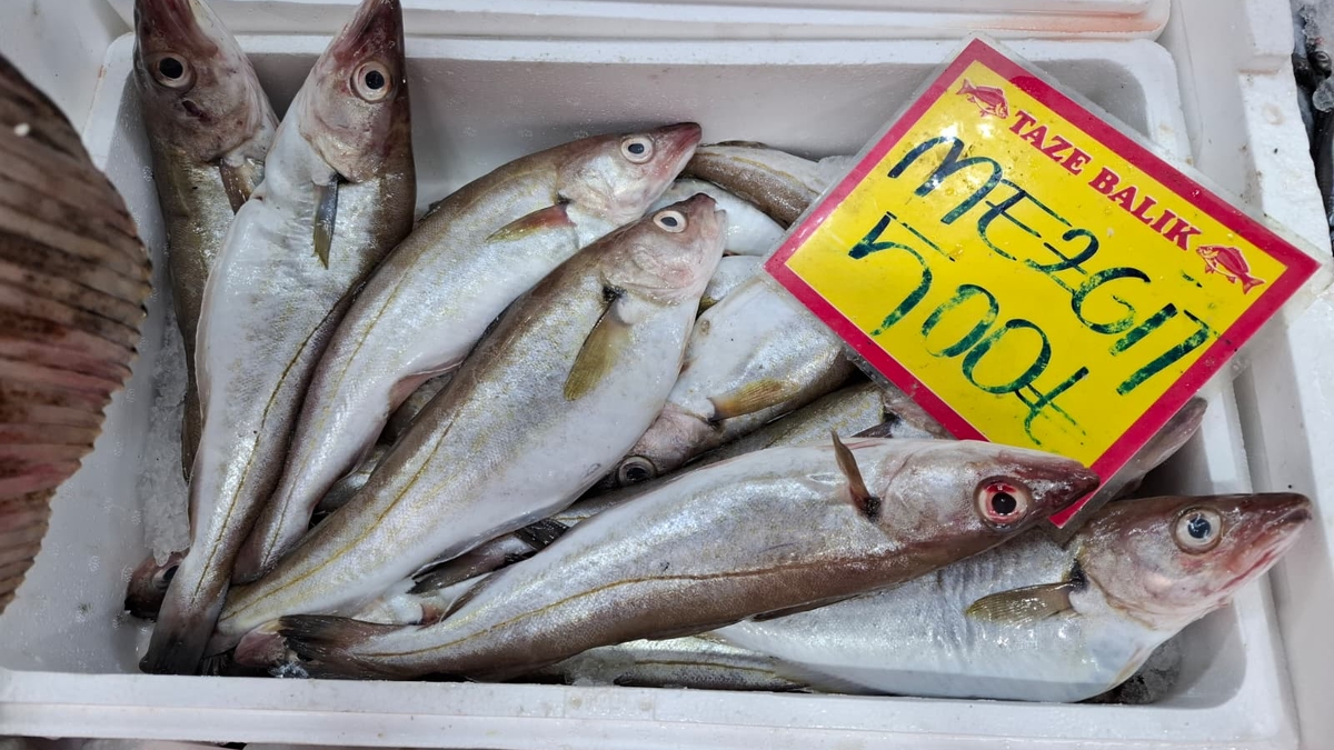 Akyazı’nın En Taze Balıkları Balıkçı Osman’da! Günlük Uygun Fiyatlar Kaçmaz