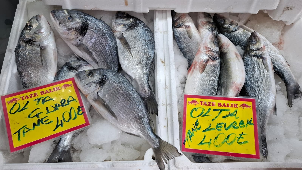 Akyazı’nın En Taze Balıkları Balıkçı Osman’da! Günlük Uygun Fiyatlar Kaçmaz