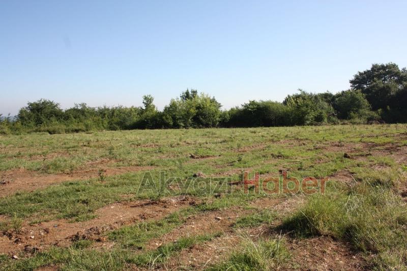 ALİMEX ÇALIŞANLARI FİDAN DİKTİ