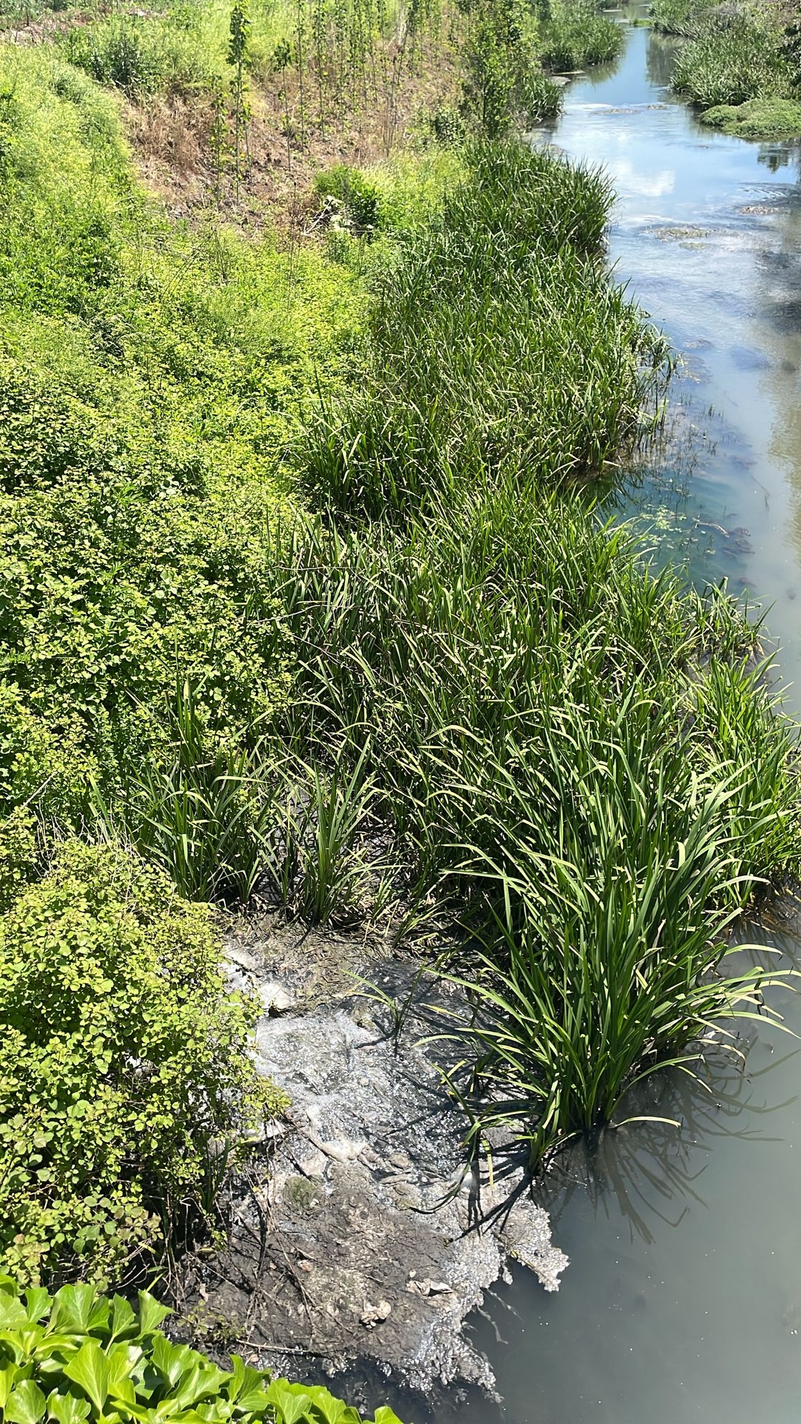 Altındere ve Çamlıca’nın pis suları o dereye akıyor