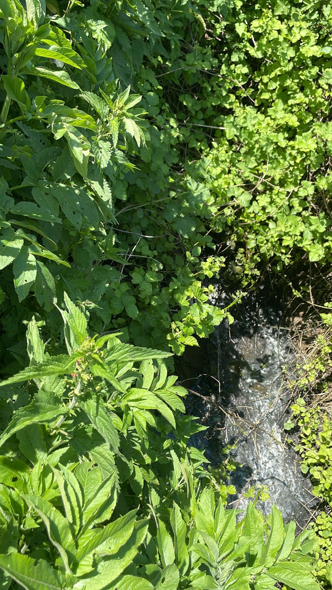 Altındere ve Çamlıca’nın pis suları o dereye akıyor