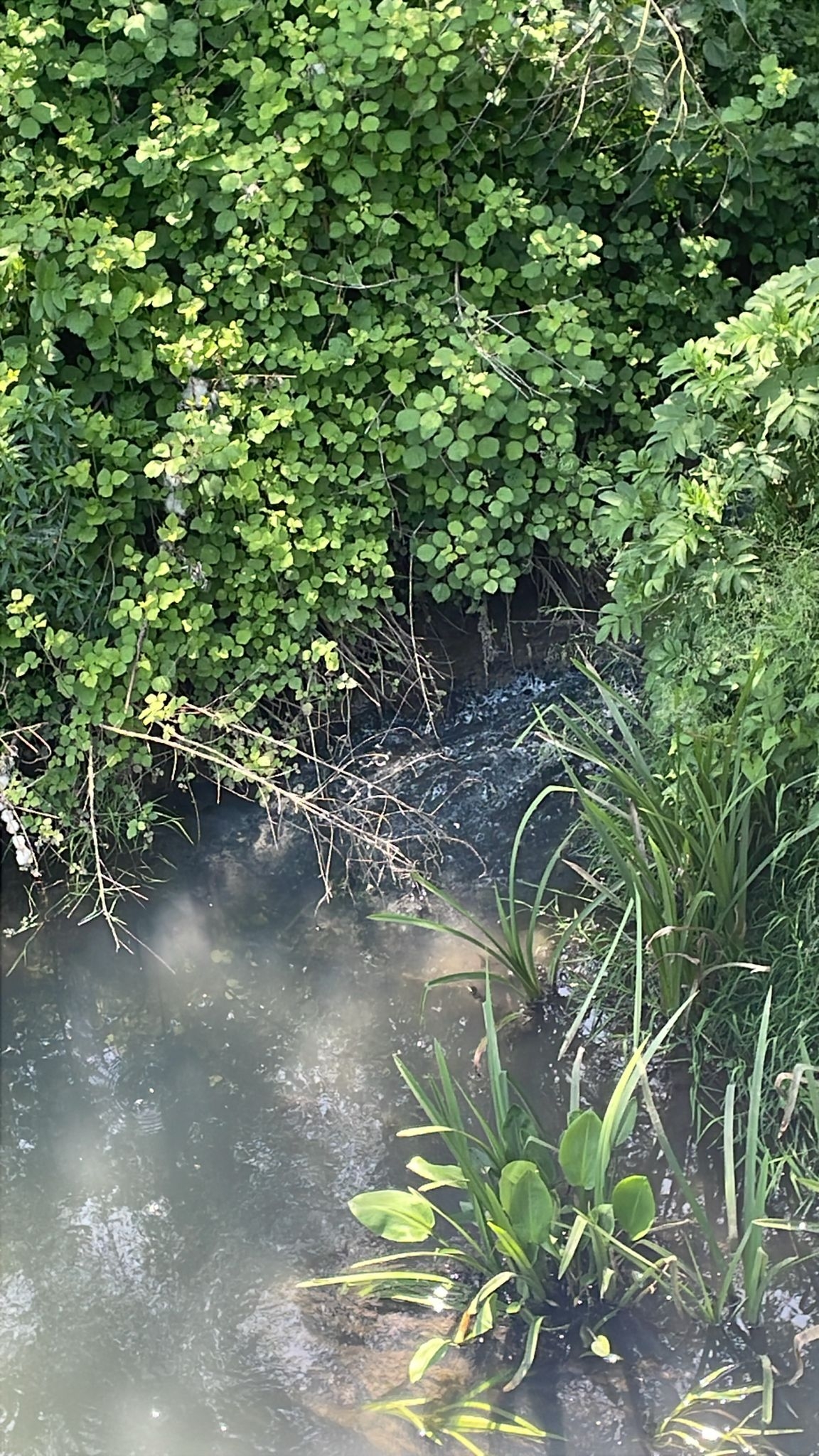 Altındere ve Çamlıca’nın pis suları o dereye akıyor