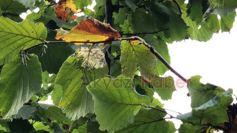 Amerikan beyaz kelebeği Akyazıda yayılmaya başladı