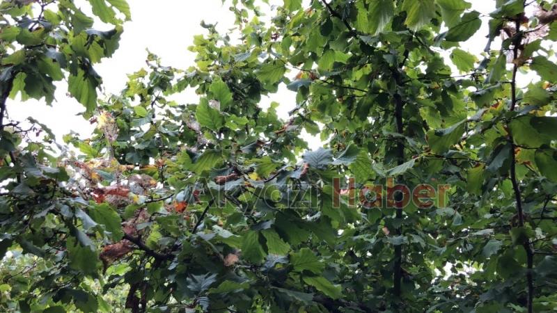 Amerikan beyaz kelebeği Akyazıda yayılmaya başladı