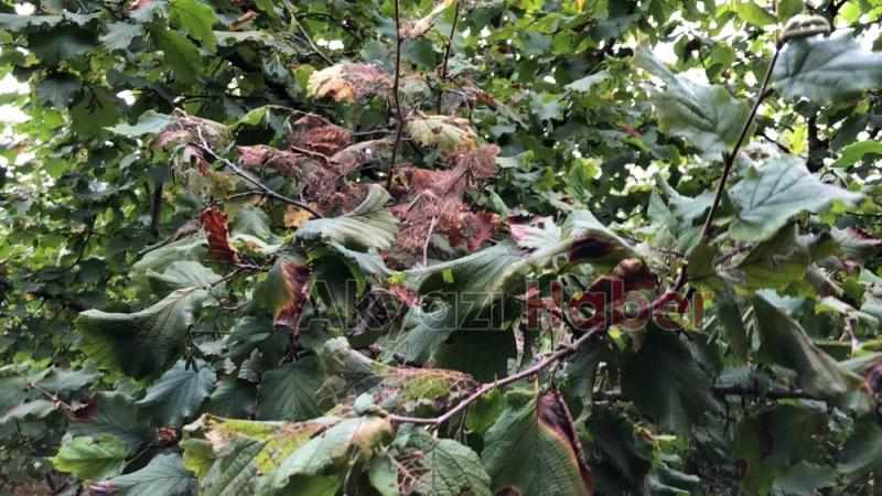 Amerikan beyaz kelebeği Akyazıda yayılmaya başladı