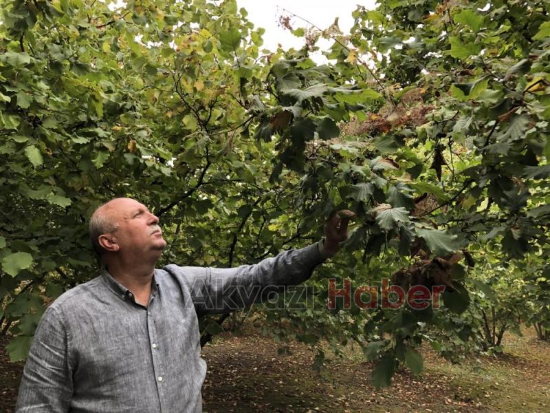 Amerikan beyaz kelebeği Akyazıda yayılmaya başladı