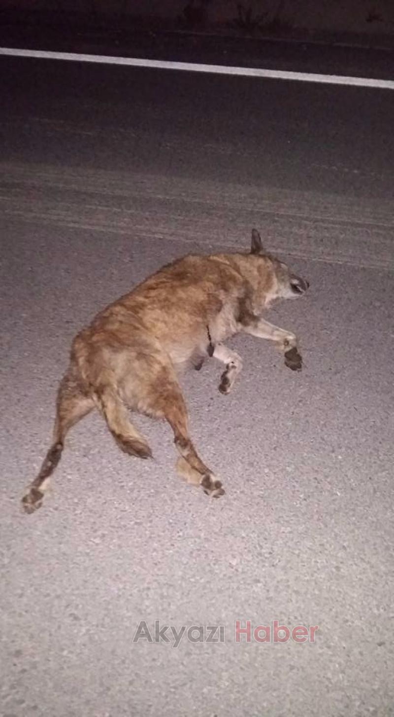  Aniden Önüne Çıkan Köpeğe Çarptı