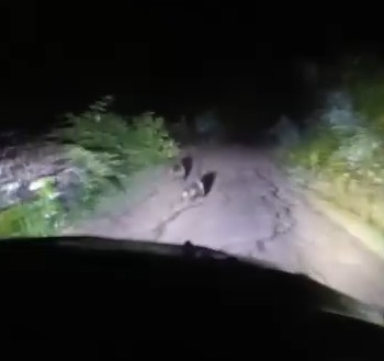 Anne ayı ve iki yavrusu yolda görüntülendi