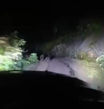 Anne ayı ve iki yavrusu yolda görüntülendi