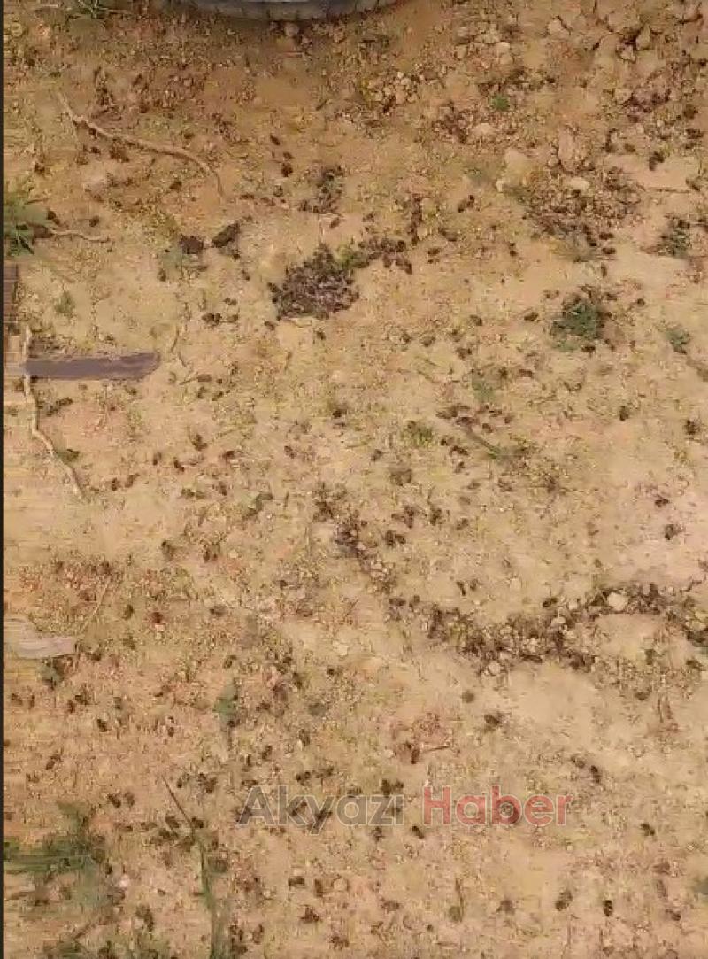 Arıları ölen Akyazı çiftçinin zirai ilaç isyanı