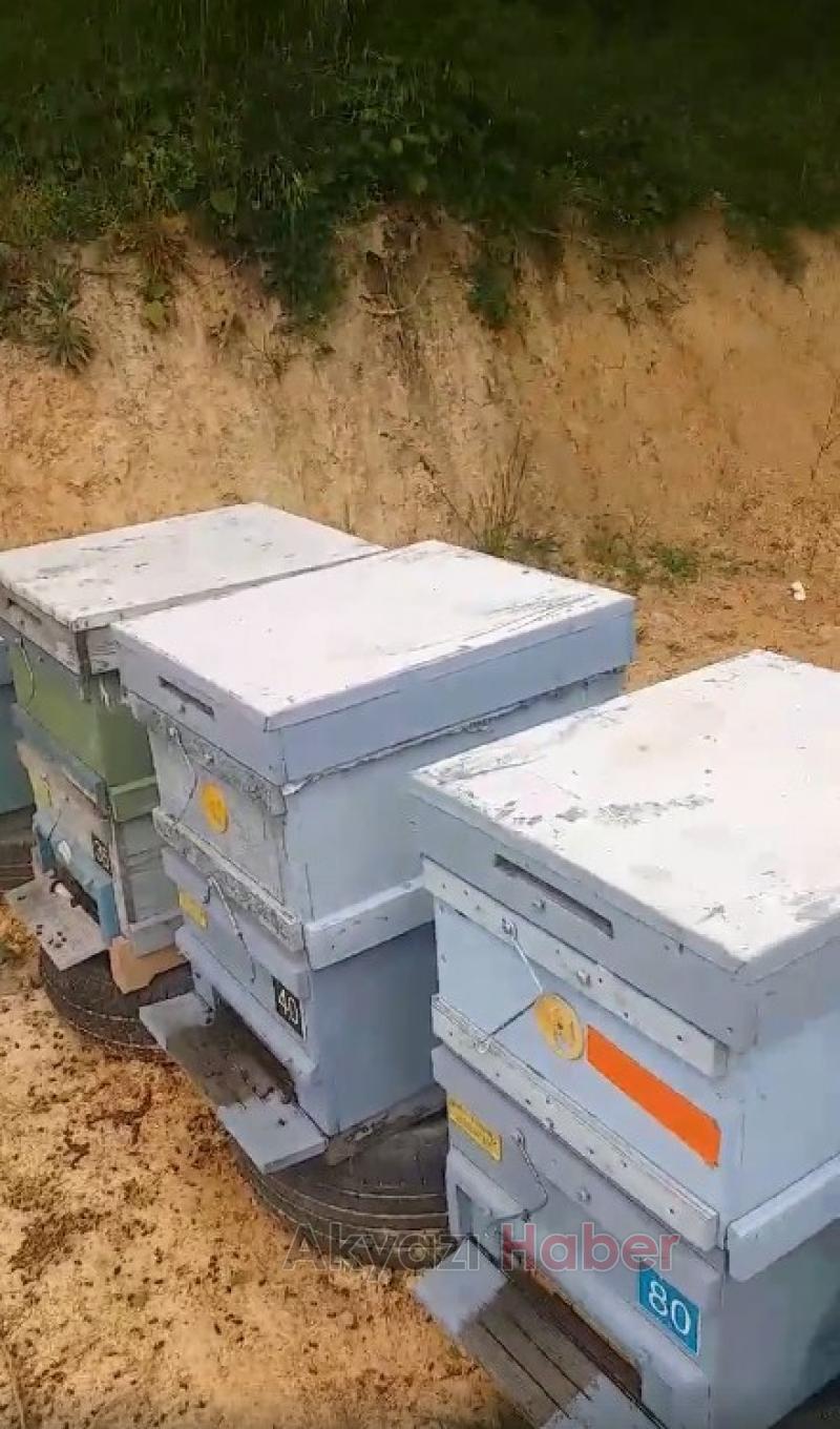 Arıları ölen Akyazı çiftçinin zirai ilaç isyanı