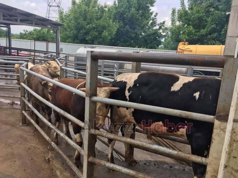 Armağan Furuncu Birinciliği Kimseye Kaptırmıyor