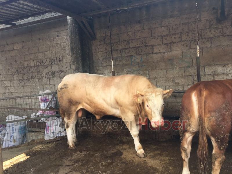 Armağan Furuncu Birinciliği Kimseye Kaptırmıyor