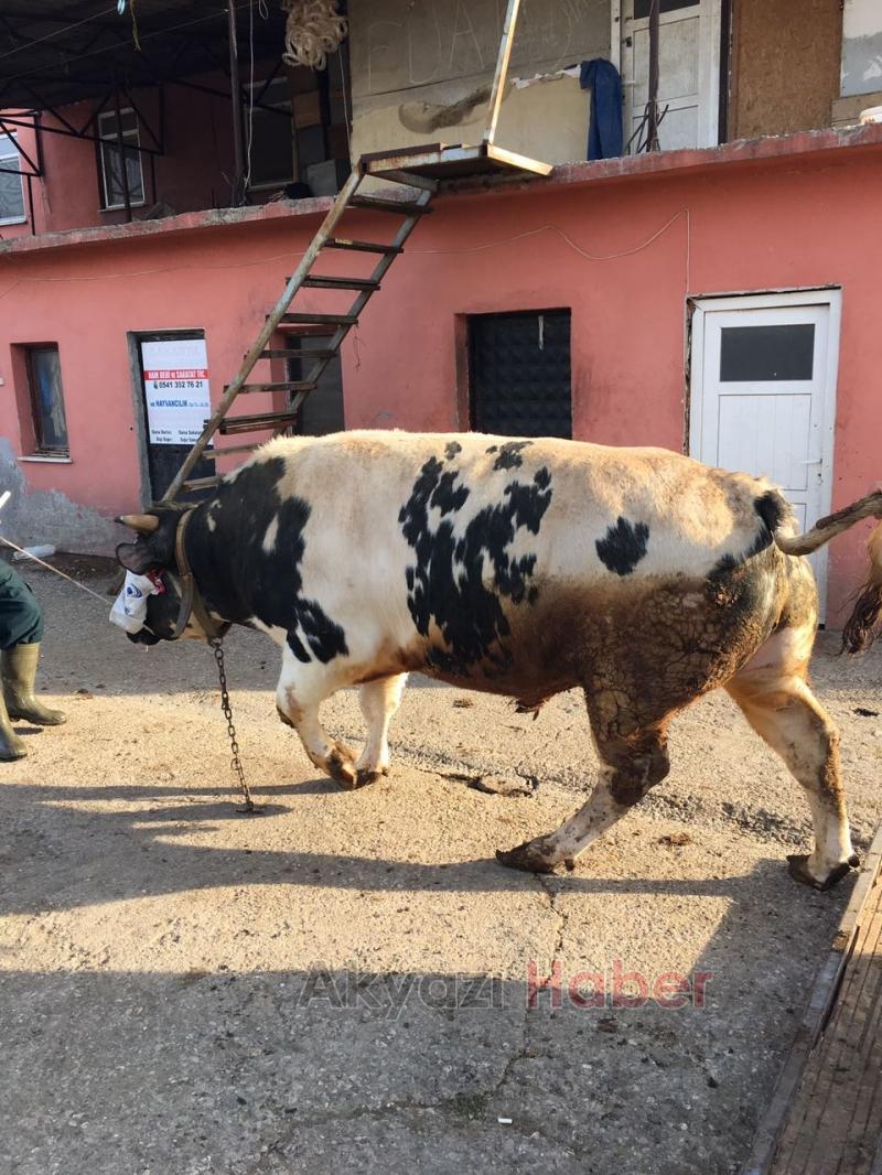 Armağan Furuncu Birinciliği Kimseye Kaptırmıyor