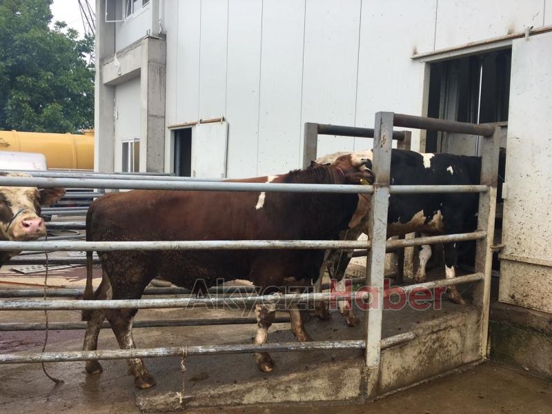 Armağan Furuncu Birinciliği Kimseye Kaptırmıyor