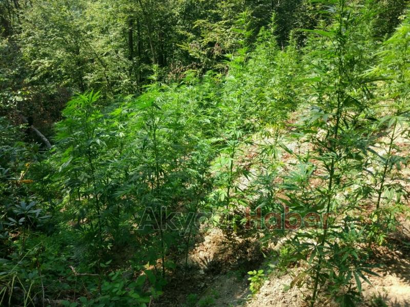 Asayiş Bülteni ve Basın Duyurusu