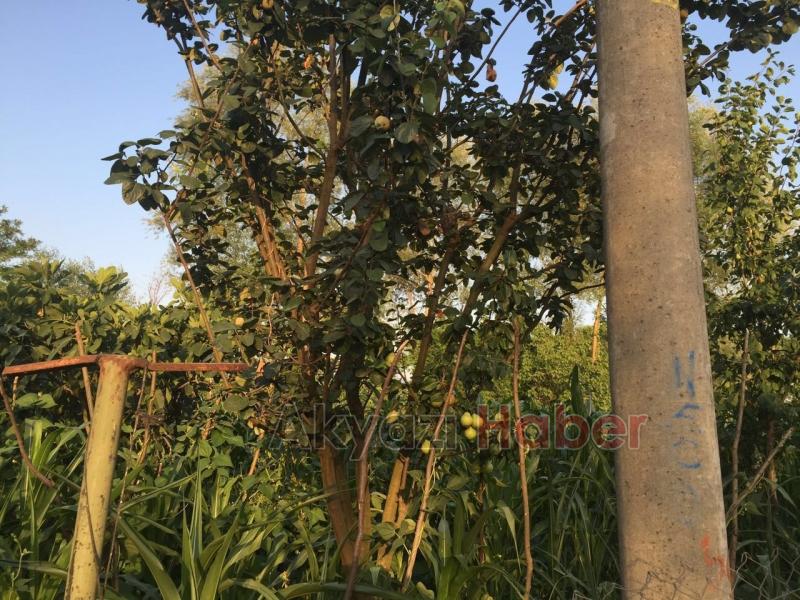 Aynı Ağaçta Hem Armut Hem de Ayva