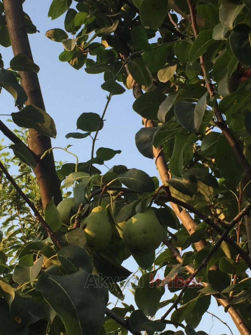 Aynı Ağaçta Hem Armut Hem de Ayva