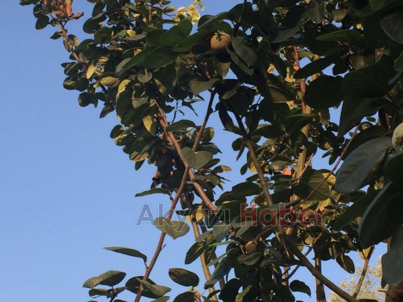 Aynı Ağaçta Hem Armut Hem de Ayva