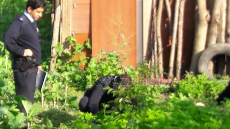 Bahçede 1840 Kök Kenevir Ele Geçirildi