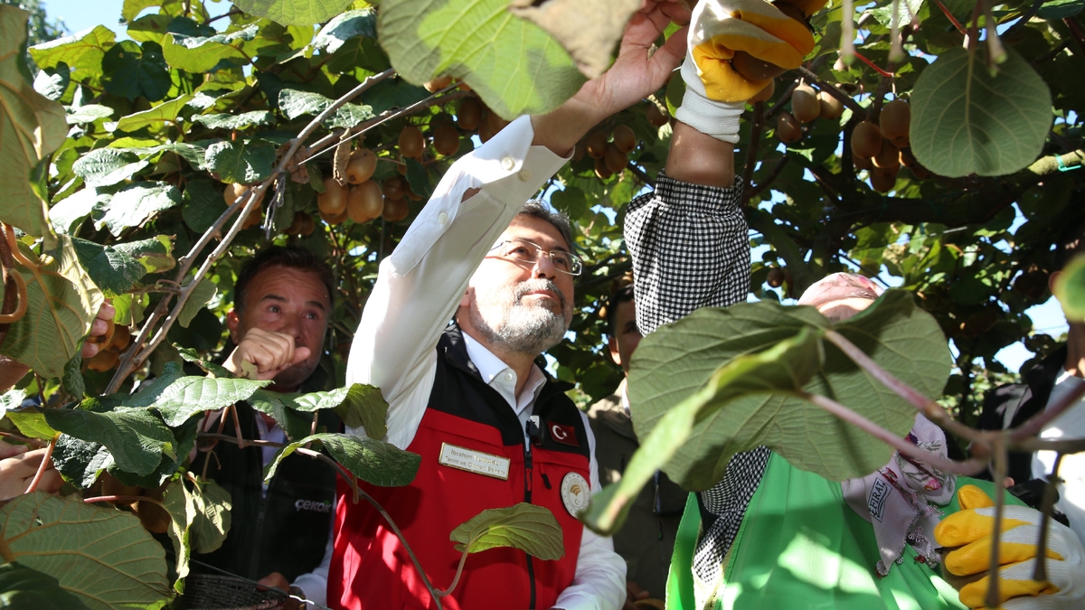 Bakan Yumaklı Sakarya'da kivi topladı