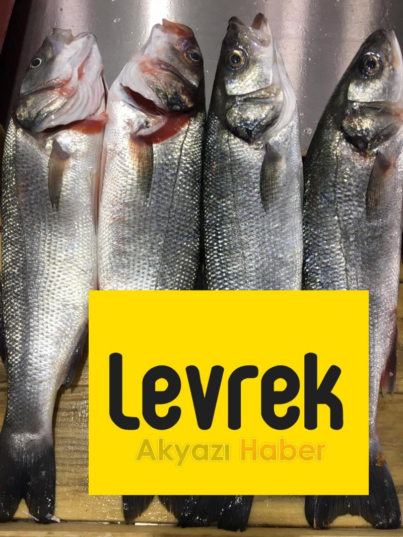 Balık Oltadan Alınır