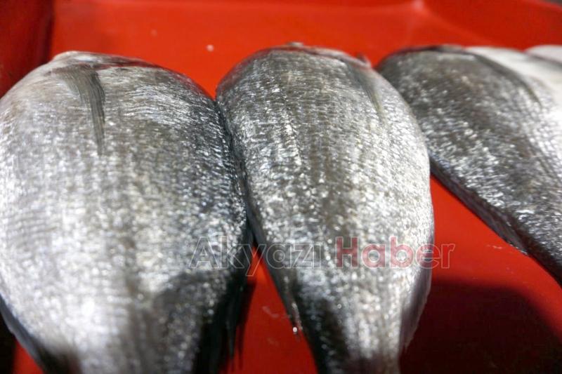 Balık Oltadan Yenir