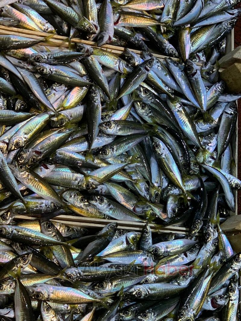 Balıkçı Hüseyin de Balık Sezonu Açıldı 