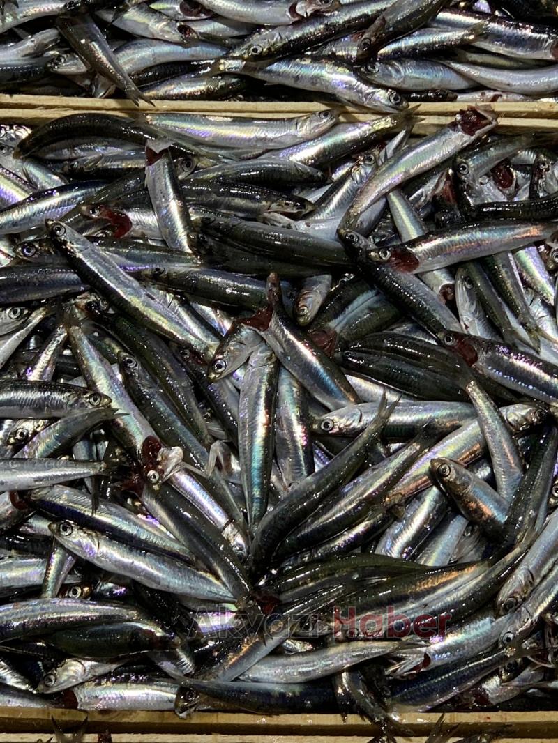 Balıkçı Hüseyin de Balık Sezonu Açıldı 