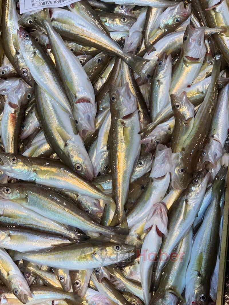 Balıkçı Hüseyin de Balık Sezonu Açıldı 