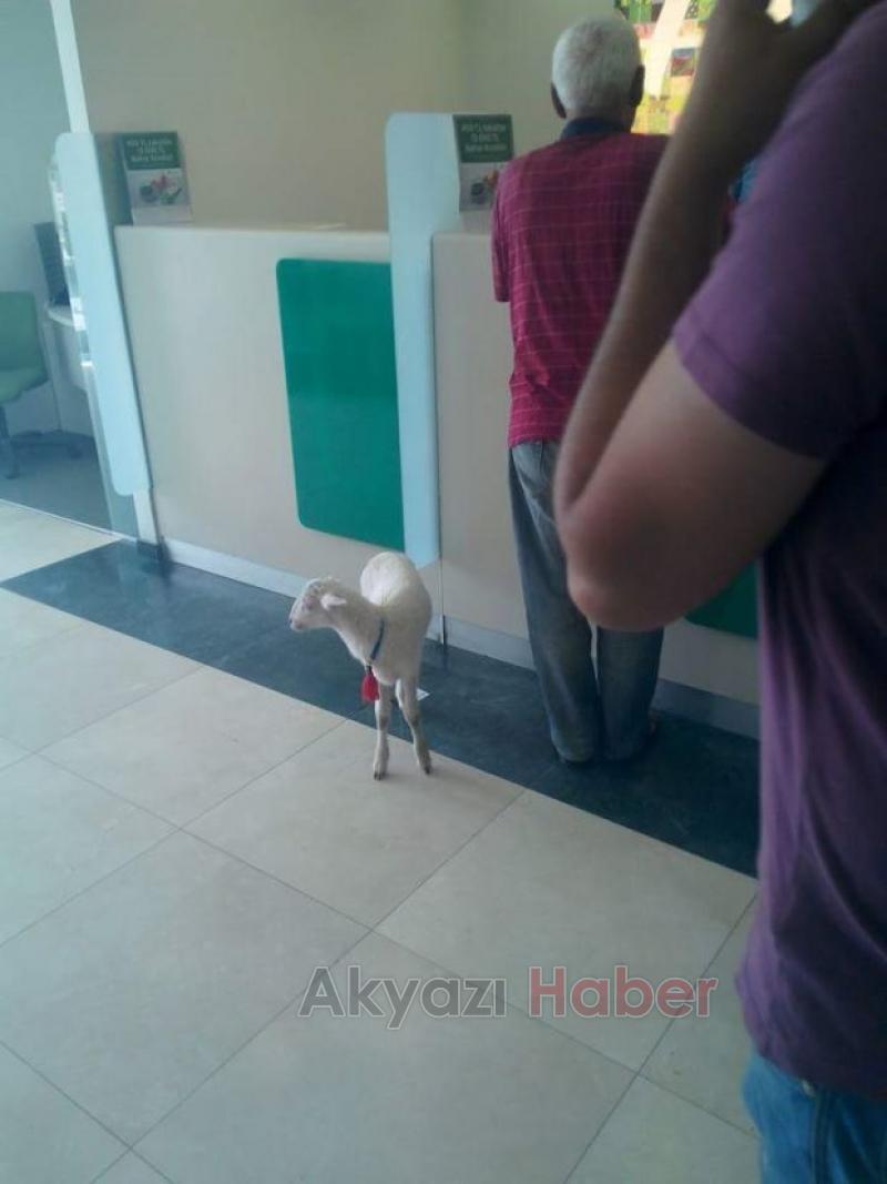 Bankaya Kuzusuyla Geldi 