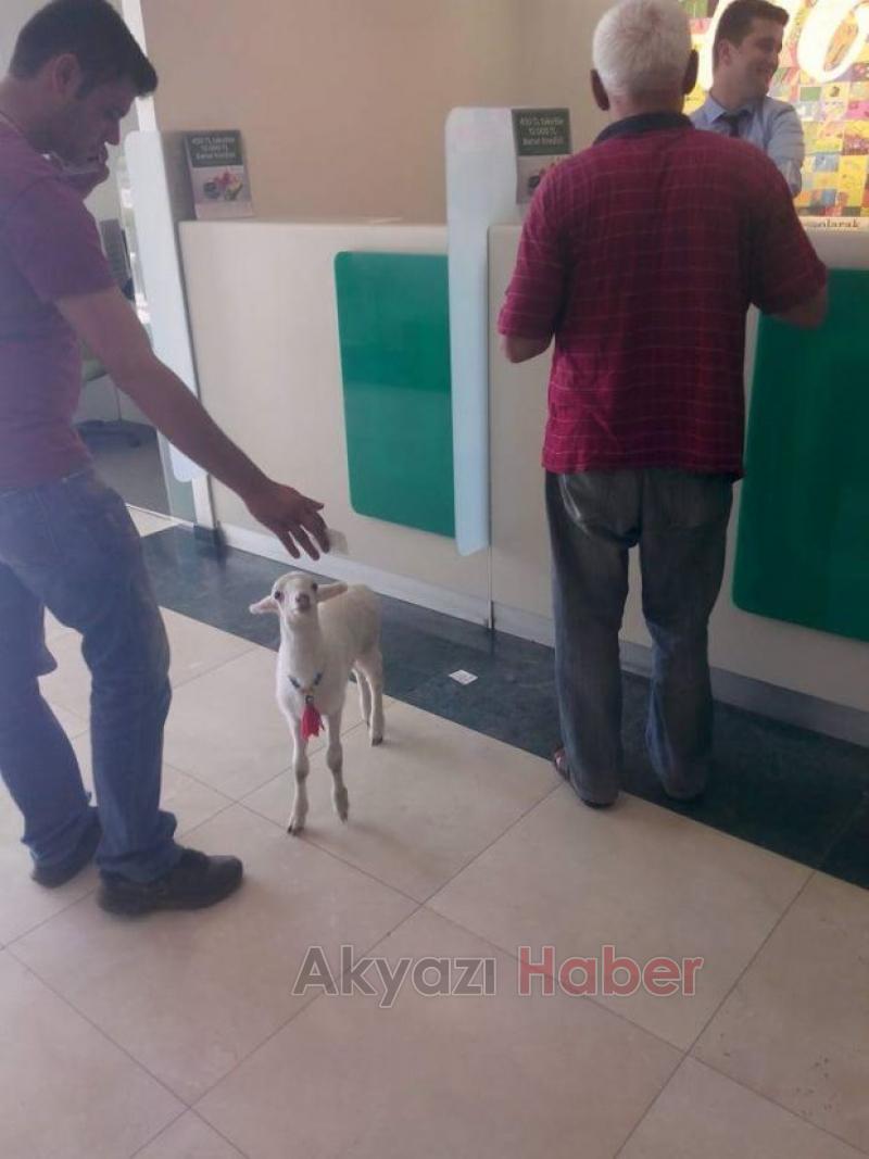 Bankaya Kuzusuyla Geldi 
