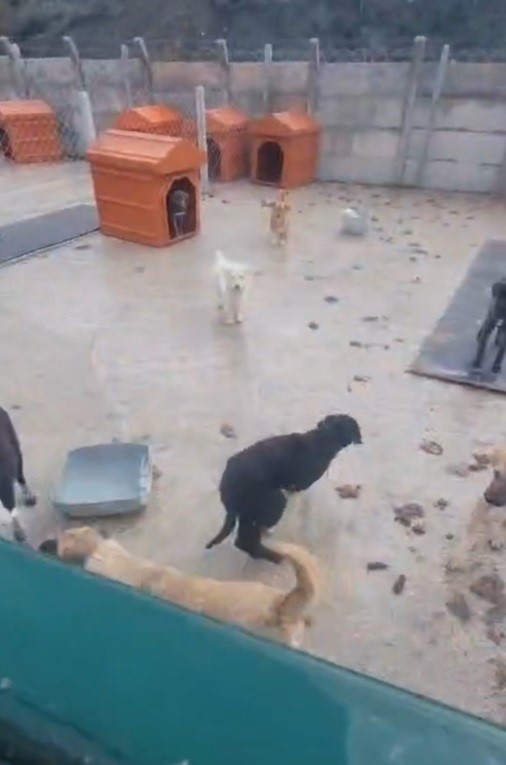 Barınaklardaki skandallara soruşturma