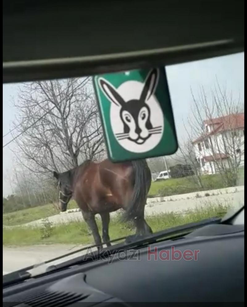 Başıboş Gezen At Tehlike Saçıyor