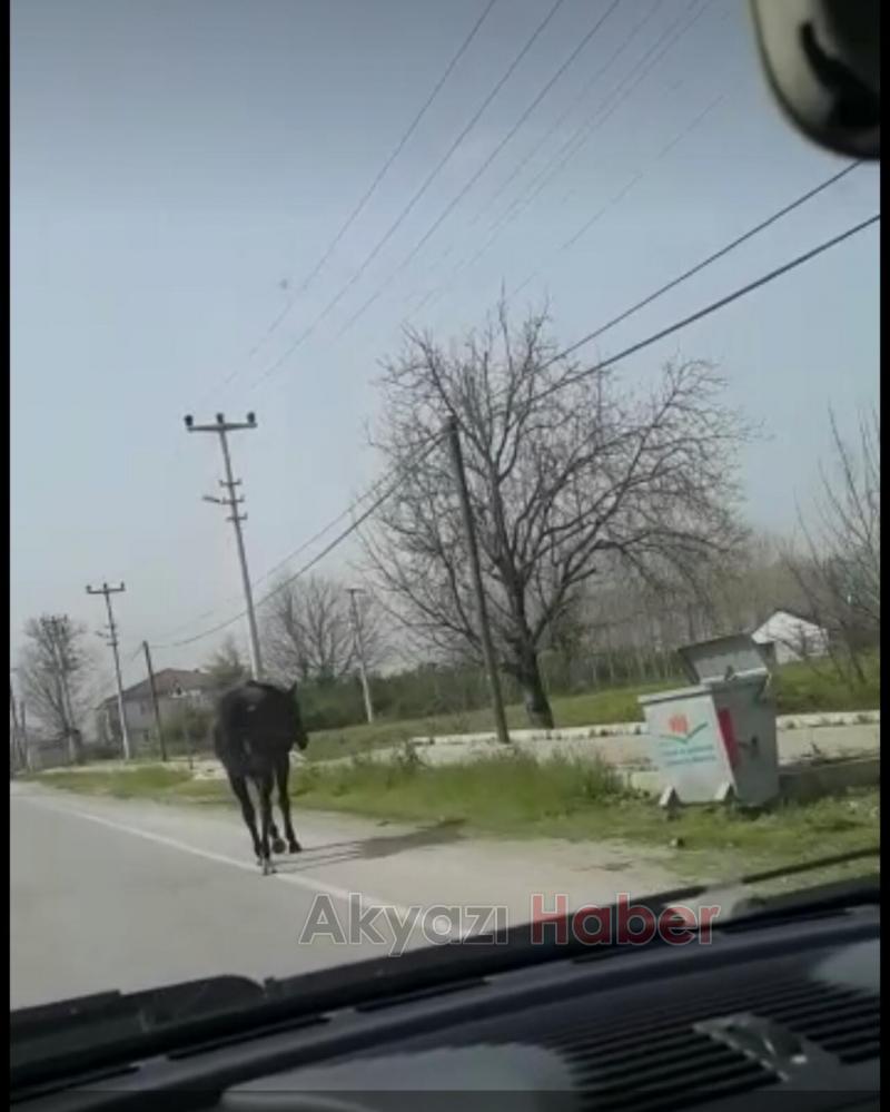 Başıboş Gezen At Tehlike Saçıyor