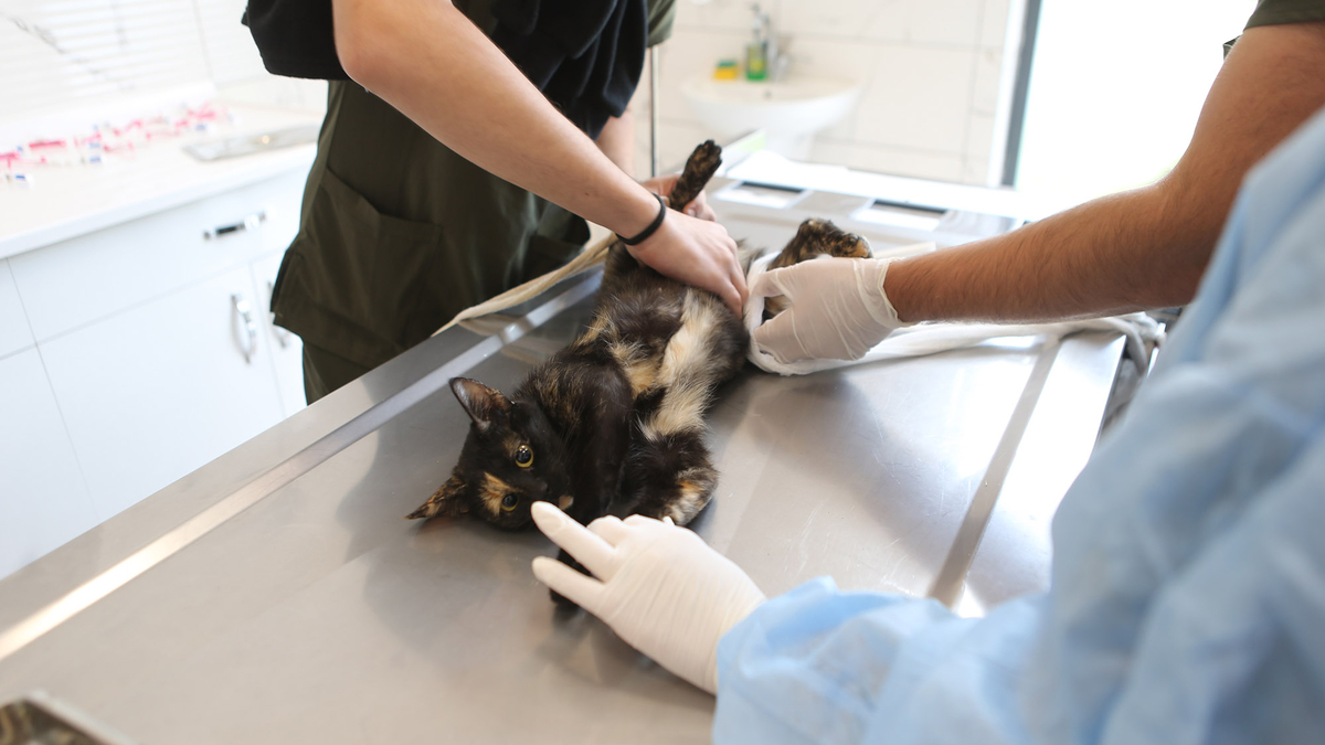 Bayramda görev yapacak nöbetçi birimler açıklandı