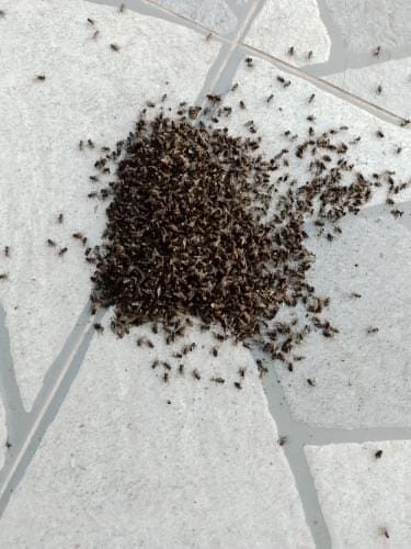 Beilkazancı Mahallesini sinekler sardı