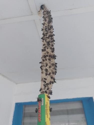 Beilkazancı Mahallesini sinekler sardı