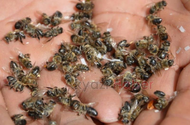 Belediyeden Arıcılık Yapanlara Önemli Duyuru