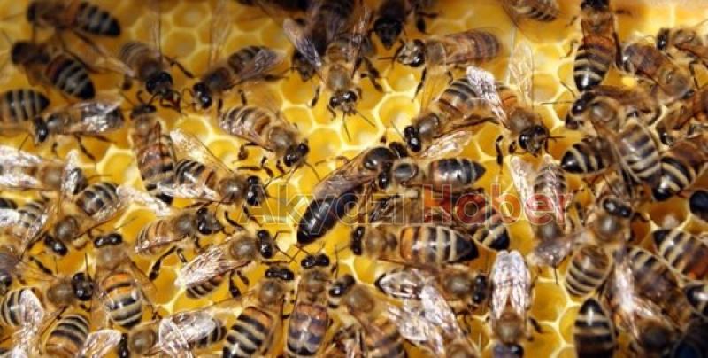 Belediyeden Arıcılık Yapanlara Önemli Duyuru